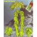 Tropical Fern Leis Set